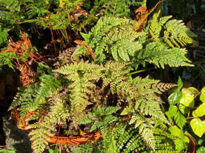 Davallia fejeensis